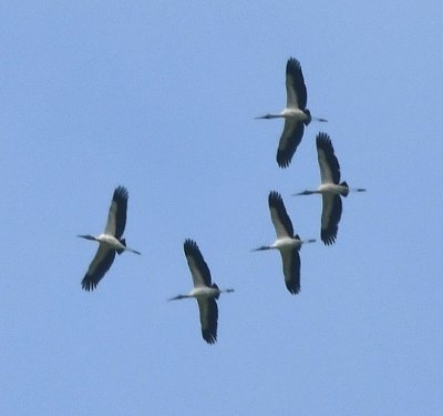 Wood Storks