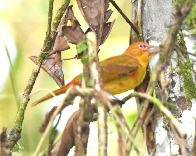 Immature Summer Tanager