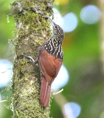 Black-striped Woodcreeper