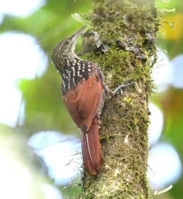 Black-striped Woodcreeper