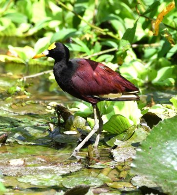 Northern Jacana at a small marsh on the lodge property