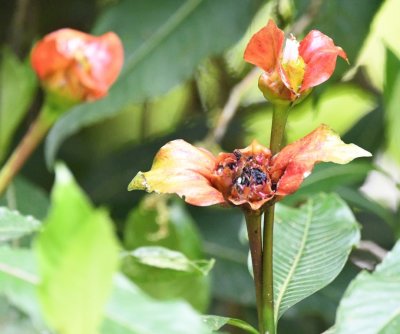 Odd red flower blooms