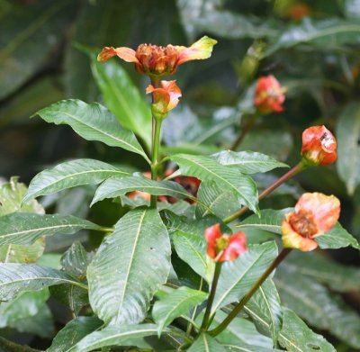 Red-flowered plant