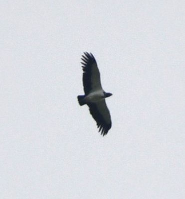 King Vulture