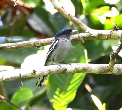 Male White-winged Becard