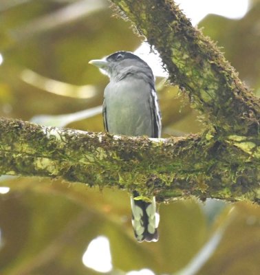 Male White-winged Becard