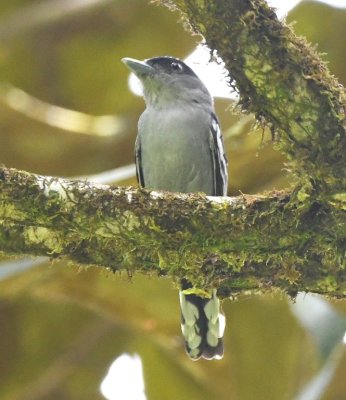 Male White-winged Becard