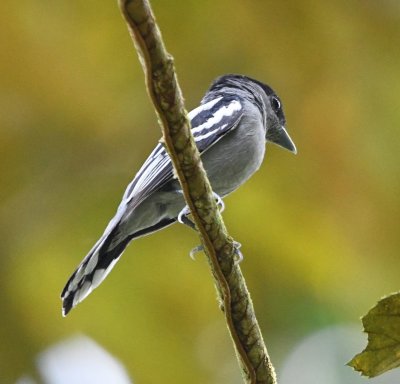 Male White-winged Becard