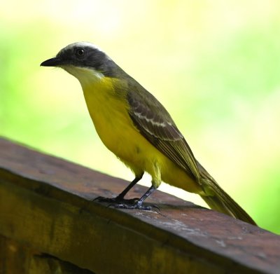 Social Flycatcher