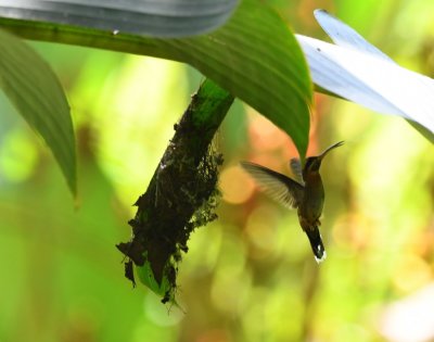 Band-tailed Barbthroat, building a nest