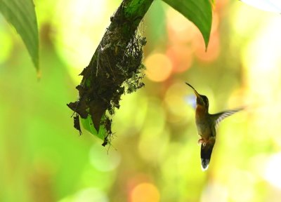 Band-tailed Barbthroat