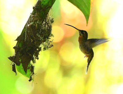 Band-tailed Barbthroat