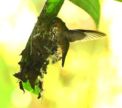 Band-tailed Barbthroat, adding to its nest