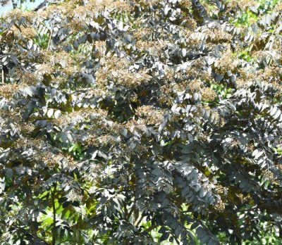 Walking back to the lodge, we stopped at this flowering tree to look for the White-crested Coquette.
