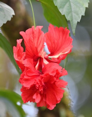 Hibiscus along the road back to the lodge
