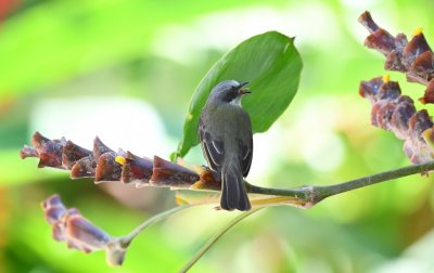 We took a brief rest before going to lunch and, along the way somewhere this Gray-capped Flycatcher made an appearance.