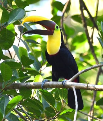 We retired to our rooms to rest (some of us napped) before starting our afternoon field trip, which started about 3PM with this Yellow-throated Toucan.