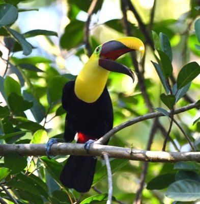 Yellow-throated Touocan