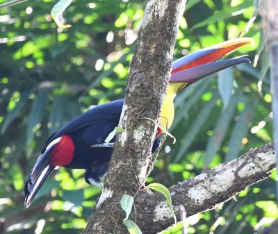 You can see the red undertail of the Yellow-throated Toucan.