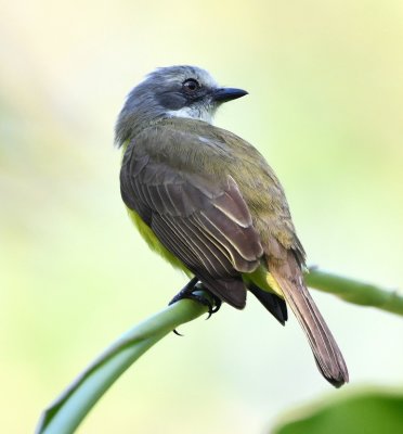 Gray-capped Flycatcher