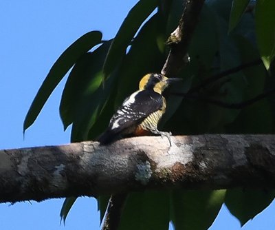 Golden-naped Woodpecker