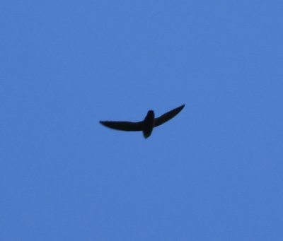 Costa Rican Swift silhouette