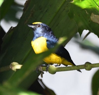 Spot-crowned Euphonia