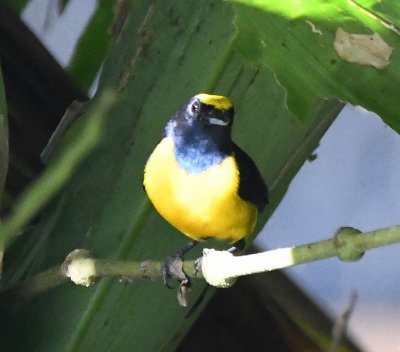 Spot-crowned Euphonia