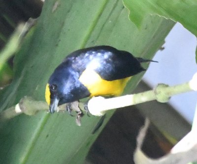 Spot-crowned Euphonia