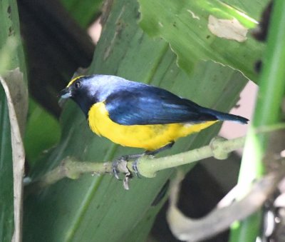 Spot-crowned Euphonia