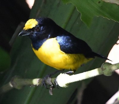 Spot-crowned Euphonia