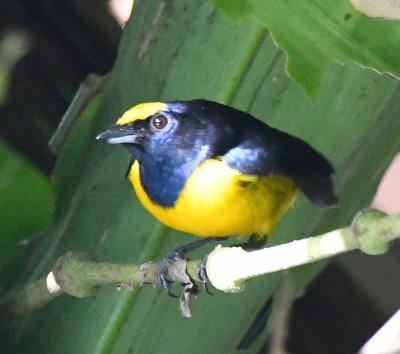 Spot-crowned Euphonia
