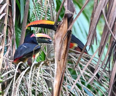 The Fiery-billed Aracaris were looking for the ripe fruit in this palm.