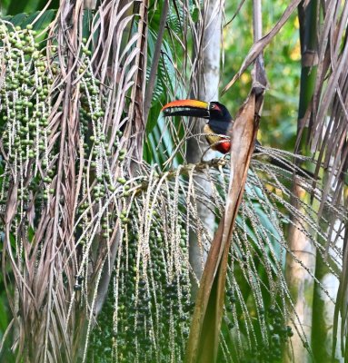 You can see the green and ripe fruit on this palm where the Fiery-billed Aracari found a good one.