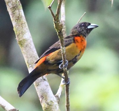 Female Scarlet-rumped Tanager