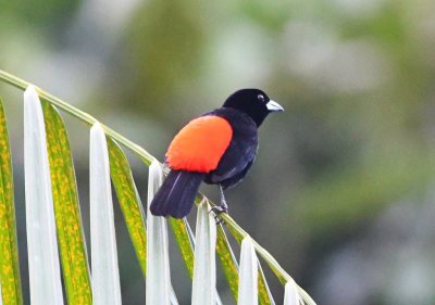 Male Scarlet-rumped Tanager