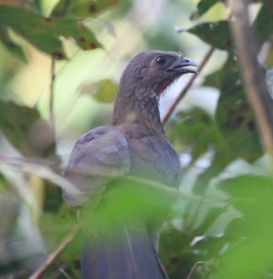 At some point we got on the bus that had brought our luggage from San José and we found the driver was Enrique Gomez, a good birder as well that Mary and I had met on our last trip to CR. Along the road, we spied a couple of Gray-headed Chachalacas.