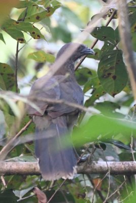 Gray-headed Chachalaca