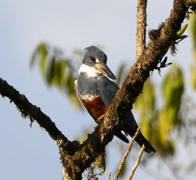 Female Ringed Kingfisher, with white stripe separating the gray breast and rufous belly