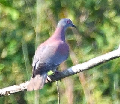 Pale-vented Pigeon