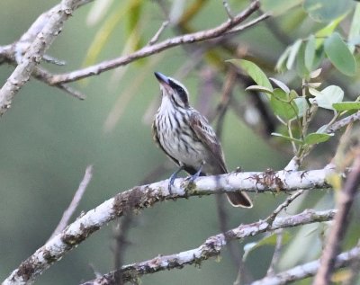 Striped Flycatcher