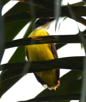 Immature Rusty-margined Flycatcher, with hardly any tail