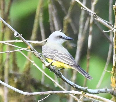 Tropical Kingbird