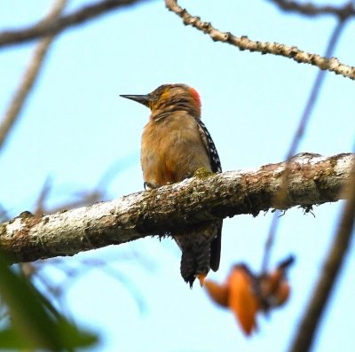 Red-crowned Woodpecker