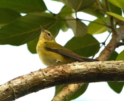 Tennessee Warbler