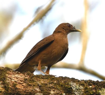 Clay-colored Thrush