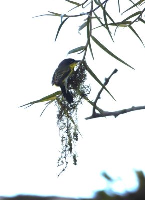 Common Tody-Flycatcher, nest-building