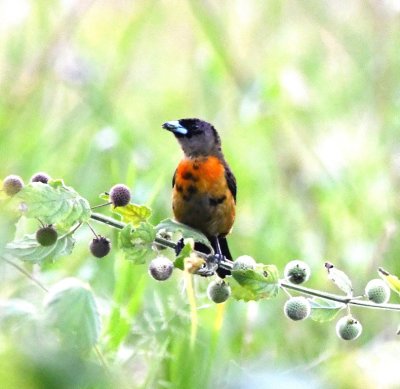 Female Scarlet-rumped Tanager