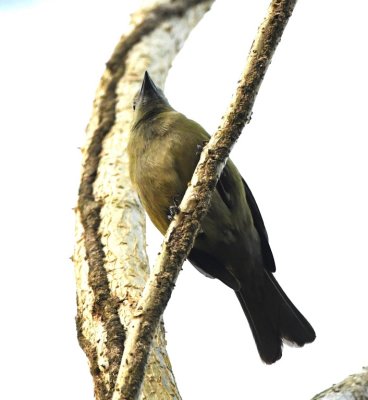 Palm Tanager