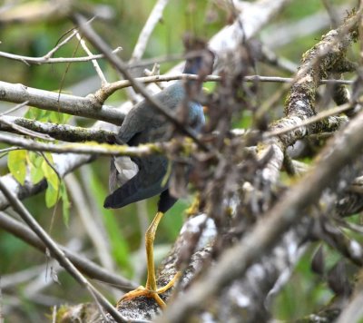 Purple Gallinule, in a jumble of branches